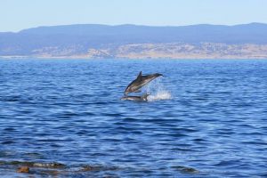 Dolphins at Picnic Island, Tasmania